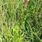 Dactylorhiza maculata habit picture by Alain Bigou (cc-by-sa)