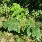 Juglans regia habit picture by Nicolas Crosse (cc-by-sa)