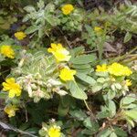 Oxalis frutescens habit picture by Nelson Zamora Villalobos (cc-by-nc)