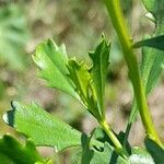 Baccharis tridentata leaf picture by Trap Hers (cc-by-sa)