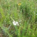 Physostegia virginiana habit picture by Robert Breeding (cc-by-sa)