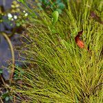 Isolepis setacea habit picture by Sans Attaches (cc-by-sa)