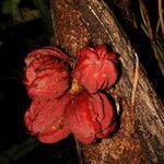 Guarea rhopalocarpa fruit picture by Nelson Zamora Villalobos (cc-by-nc)