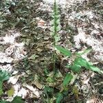 Spiranthes cernua habit picture by Eli Small (cc-by-sa)