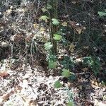 Vitis rotundifolia habit picture by Eli Small (cc-by-sa)