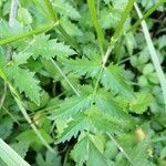 Pimpinella major leaf picture by manki magdalena (cc-by-sa)