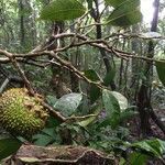 Naucleopsis capirensis fruit picture by Nelson Zamora Villalobos (cc-by-nc)