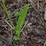 Liparis disepala leaf picture by Richard Chesher (cc-by-sa)