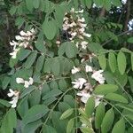 Robinia viscosa flower picture by Angie (cc-by-sa)