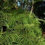 Gleichenia dicarpa habit picture by Richard Chesher (cc-by-sa)