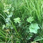 Alchemilla xanthochlora habit picture by Terje Norli (cc-by-sa)