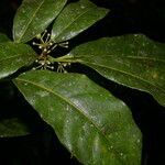 Dendropanax querceti flower picture by Nelson Zamora Villalobos (cc-by-nc)