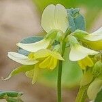 Trigonella glabra flower picture by M. Hedayat (cc-by-sa)