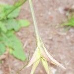 Nicotiana longiflora flower picture by Trap Hers (cc-by-sa)