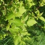 Cornus sericea leaf picture by Tuğçe Özdemir (cc-by-sa)