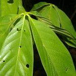 Pseudobombax septenatum leaf picture by Nelson Zamora Villalobos (cc-by-nc)