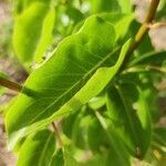 Fallopia baldschuanica leaf picture by 1D NRM (cc-by-sa)