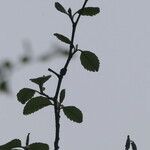 Alnus rubra leaf picture by Maarten Vanhove (cc-by-sa)