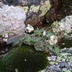 Draba dubia habit picture by Fabien Anthelme (cc-by-sa)