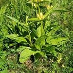 Gentiana punctata habit picture by guy mercier (cc-by-sa)