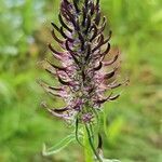 Phyteuma ovatum flower picture by Carsten Mackenthun (cc-by-sa)