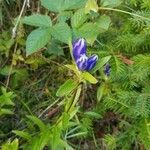 Gentiana linearis flower picture by Isabelle Venne (cc-by-sa)