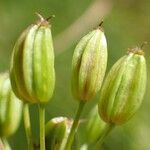 Meum athamanticum fruit picture by Yoan MARTIN (cc-by-sa)