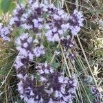 Thymus serpyllum flower picture by Philippe RIVIERRE (cc-by-sa)