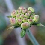 Scabiosa cinerea fruit picture by Yoan MARTIN (cc-by-sa)