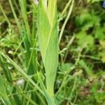 Iris xiphium leaf picture by Nicolas Prunak-Rungeard (cc-by-sa)