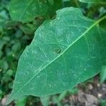 Mirabilis jalapa leaf picture by Shehadi Ramiz (cc-by-sa)