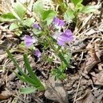 Collinsia violacea flower picture by Joshua Kuykendall (cc-by-sa)