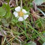 Potentilla thuringiaca flower picture by Michel Hesse (cc-by-sa)