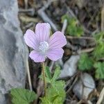 Malva cretica flower picture by Denis Bastianelli (cc-by-sa)