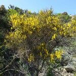 Genista corsica habit picture by Jean-Francois Julien (cc-by-sa)