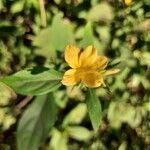 Barleria prionitis flower picture by Prasanta Hembram (cc-by-sa)