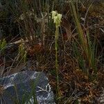 Halenia major habit picture by Gabriel OLLIVIER (cc-by-sa)