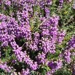 Erica cinerea flower picture by Burgospain (cc-by-sa)