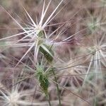 Aegilops geniculata fruit picture by Blanca Antonio (cc-by-sa)