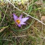 Romulea bulbocodium flower picture by Carlos Junior (cc-by-sa)