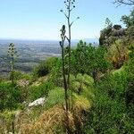 Ferula communis habit picture by Alain Bigou (cc-by-sa)