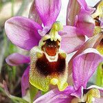 Ophrys tenthredinifera flower picture by dimitris log (cc-by-sa)