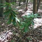 Daphne mezereum habit picture by Simon Tamás (cc-by-sa)