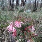 Epacris impressa flower picture by jicama mama (cc-by-sa)