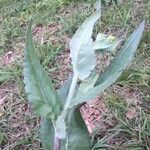 Senecio ampullaceus leaf picture by Aaron Jenkins (cc-by-sa)