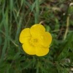 Ranunculus macrophyllus flower picture by Mike Goering (cc-by-sa)