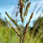 Paspalum urvillei flower picture by Trap Hers (cc-by-sa)