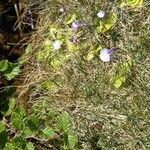 Pinguicula corsica habit picture by Nathalie Potel (cc-by-sa)