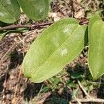 Smilax glauca leaf picture by Márquez A. Antonio (cc-by-sa)