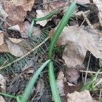 Galanthus nivalis leaf picture by marina deumier (cc-by-sa)